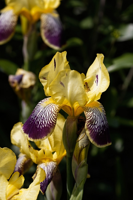 Jardin des Impressionnistes-MAI14-052